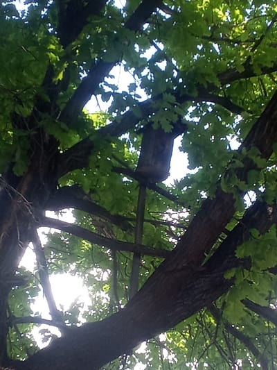 The image is a low-angle shot looking up through a dense canopy of green leaves and dark tree branches. Sunlight filters through the foliage, creating bright highlights and dappled patterns. In the upper left quadrant, a wooden birdhouse is visible, mounted on a pole. The birdhouse is cylindrical with a pointed top and appears weathered. The scene is set outdoors, likely in a park or wooded area within the city of Altai, Kazakhstan, judging by the context. There are no people or animals visible in the image. The overall impression is one of natural abundance and a peaceful, slightly obscured view of the sky.