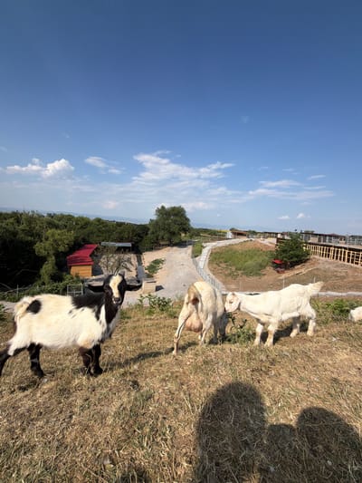 A wide-angle, eye-level, outdoor, daytime shot captures a rural scene with three goats in the foreground on a grassy hill. The goat on the left is black and white with its body turned to the left, facing the camera. The middle goat is white and facing away from the camera, showing its udder. The goat on the right is also white and positioned to the right of the middle goat, appearing to nuzzle it. The background features a dry, grassy landscape with scattered trees, a paved pathway, several wooden structures with red roofs, and more modern-looking wooden enclosures in the distance. The sky is a clear blue with a few wispy white clouds. The location is identified as Ivanyane, Bulgaria.