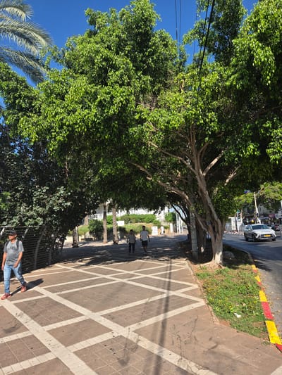 The image depicts a tree-lined street in Kfar Saba, Israel, under a clear blue sky, suggesting daytime. The street features a sidewalk with a distinctive diamond pattern of white lines on a brown tiled surface. Lush green trees with extensive branches and dense foliage dominate the left side of the frame, casting shadows on the sidewalk. A palm tree is also visible.
In the mid-ground, two individuals are walking on the sidewalk, their backs turned to the camera. Further down the sidewalk, another person is walking, facing towards the camera. This individual is wearing a grey t-shirt, light blue jeans, and red shoes. They appear to be carrying a backpack.
The street itself is paved and a white car is visible in the background, along with buildings and other elements of an urban environment. A curb with red and yellow markings separates the sidewalk from a patch of green grass with scattered yellow flowers.
The overall scene is tranquil and suggests a pleasant day for a walk outdoors. The perspective is from a low angle, looking up towards the trees and the sky.