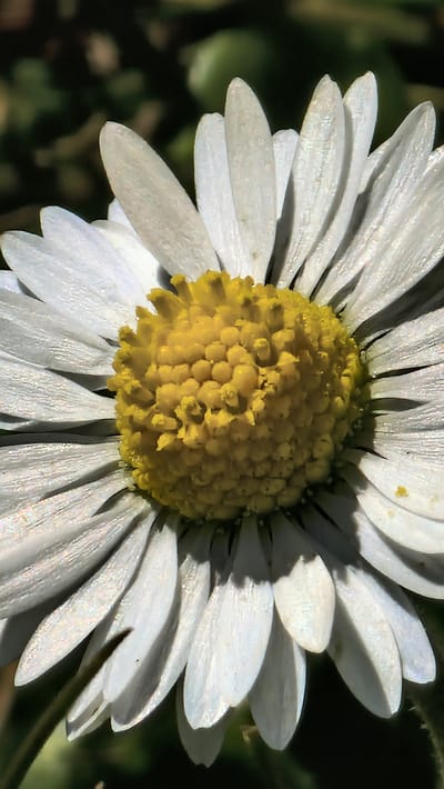 A close-up photograph shows a single daisy flower in sharp focus. The flower has numerous white petals radiating from a dense, bright yellow center. The petals appear slightly translucent with subtle shadows adding dimension. The center is composed of tightly packed, small yellow structures. The background is blurred and dark, suggesting foliage. There is no indication of the image location being in Lincoln, United Kingdom, or any other urban setting.