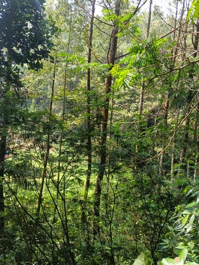 This image depicts a dense, sunlit forest located in Desa Mburukulu, Indonesia. The scene is dominated by a multitude of trees and thick undergrowth, appearing lush and verdant. Numerous slender tree trunks, displaying varying shades of brown bark, rise vertically throughout the frame. The foliage consists of diverse green hues, from bright lime green in areas illuminated by direct sunlight to deeper forest green in shadowed sections. Sunlight filters through the upper canopy, creating highlights on the leaves and illuminating the lower layers of vegetation. The ground, partially visible through the dense growth, also appears heavily vegetated. No human figures, animals, or discernible man-made objects are present within the observable frame. The scene is static.