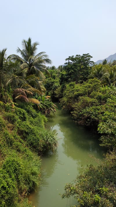 A downward shot shows a narrow river flanked by dense vegetation in Lâm Sơn, Vietnam. The water appears murky green and reflects some of the surrounding foliage. The banks are covered in thick vegetation including palm trees, grasses, and other dense greenery. A hint of a mountain is visible in the upper left. The sky is clear.