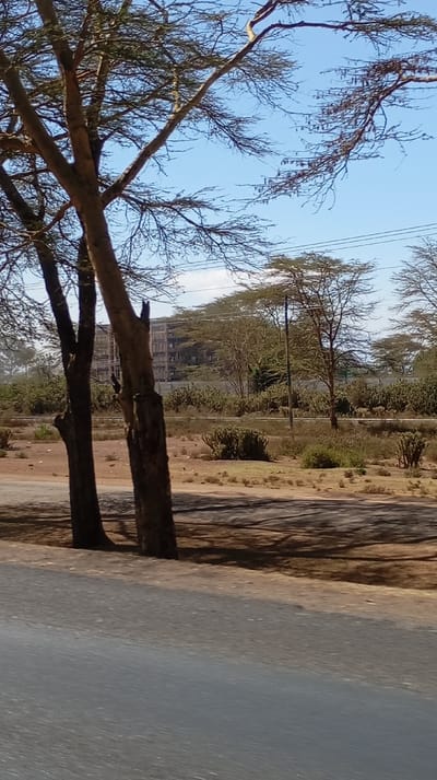 The image captures a dry, semi-arid landscape under a bright, clear blue sky, viewed from a slightly elevated position, possibly from a moving vehicle given the slight blurring of the foreground.
In the immediate foreground, a wide, dark gray asphalt road or paved surface occupies the bottom portion of the frame. To its right, an area of dry, light brown earth is visible, with dark shadows cast upon it, presumably from the trees on the left.
The mid-ground is dominated by two prominent, dark brown tree trunks on the left, with rough bark. Their branches extend upwards and across the upper part of the frame, mostly bare but with some sparse, fine foliage, suggesting a specific season or type of tree common in arid regions (e.g., acacia). These trees cast long, distinct shadows on the dry ground. Beyond the immediate dry ground, the landscape opens up to a wider expanse of light brown, dusty soil, sparsely dotted with various types of vegetation. This includes small, shrub-like bushes and several taller, distinctive columnar cactus-like plants scattered across the field.
In the background, a line of more trees, similar in appearance to the foreground ones with sparse foliage, stretches across the horizon. On the left side of the background, partially obscured by these trees and the intermediate vegetation, stands a large, multi-story building. It appears to be made of a light-colored material and shows numerous window openings, giving it the appearance of an aged or perhaps institutional structure. Horizontal power lines or utility wires are visible across the upper-middle right portion of the image, against the blue sky.
The sky is a vivid, cloudless blue, indicating clear weather. The strong shadows and bright light suggest it is daytime, likely late morning or early afternoon. The overall scene depicts an area where natural dry bushland or savannah meets human infrastructure, possibly on the outskirts of a developed area. No discernible text is visible in the image.