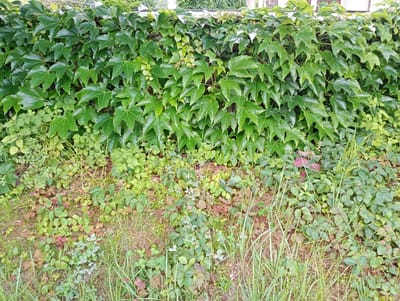 A dense wall of vibrant green ivy covers a vertical surface, with some lighter green new growth visible towards the top. The ivy leaves are large, palmate, and have a glossy sheen. Below the ivy wall, the ground is covered in a mixture of grass, dry leaves, and smaller plants with leaves of varying shades of green and some reddish-brown hues. Thin blades of tall grass grow sporadically throughout the foreground and mid-ground. The overall impression is of a lush, natural growth, likely found in a garden or along an outdoor wall in Brannenburg, Germany. No people or specific objects are identifiable.