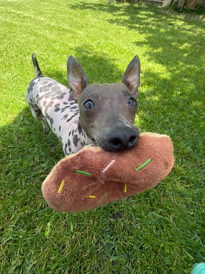 A medium shot captures a Mexican Hairless Dog (Xoloitzcuintli) standing on a lush green lawn, holding a plush toy shaped like a donut in its mouth. The dog's distinctive grey skin is marked with irregular darker grey spots, and its large, pointed ears are held erect. Its dark eyes are looking directly at the camera, and its nose is prominent. The donut toy is brown and has colorful sprinkles represented by green and yellow stitches. The background consists of the vibrant green grass, dappled with shadows from overhead foliage, suggesting an outdoor setting in a park or backyard. The image is well-lit, indicating it was taken during the daytime. The specific location in Малое Верево, Russia, cannot be determined from the visual information alone; this detail is not evident in the image.