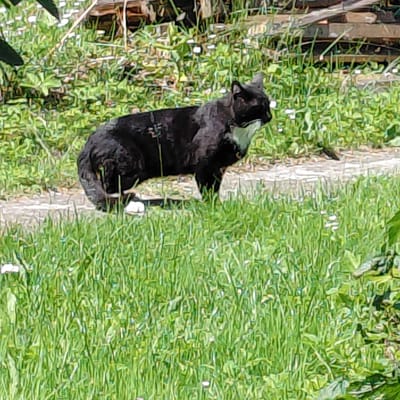 In Skuķīši, Latvia, a black cat is captured mid-stride on a dirt path, its body angled towards the right of the frame. The feline appears to be carrying a small, light-colored object in its mouth, possibly prey. The cat's fur is dark, with some lighter grey markings visible around its neck and head. Its ears are pointed upwards, and its gaze is directed forward. The environment surrounding the path is lush and green, with tall grass and some scattered white wildflowers. In the background, a wooden structure, possibly a fence or retaining wall, is visible. The lighting suggests it is daytime, with sunlight illuminating the scene. The image has a somewhat pixilated quality, suggesting it may have been taken with a low-resolution camera or has undergone digital processing.