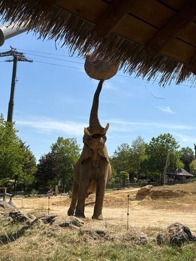 An elephant is shown reaching for a spherical object hanging from a thatched roof structure. The elephant's trunk is extended upwards, and its tusks are visible. The scene appears to be an outdoor enclosure, likely at a zoo, given the presence of a fenced area in the background and what looks like an animal habitat structure. The ground is dry and dusty, with sparse grass and some rocks. Trees and foliage are visible in the background, with buildings that resemble small cabins or shelters. The sky is blue with some wispy white clouds. Power lines and a metal tower are also present in the scene, indicating infrastructure. The lighting suggests it is daytime, likely mid-morning or afternoon, with bright sunlight. The elephant's posture and the presence of enrichment objects like the hanging sphere suggest it is engaged in foraging or play. No people are visible in the frame.