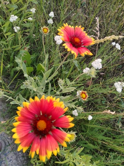 Two bright red and yellow flowers are in focus in the foreground. The flower on the right is a full bloom with petals fanning outwards. The flower on the left is also in full bloom, with its center slightly blurred. There are several smaller white flowers and green foliage surrounding the main flowers, creating a natural setting. The ground appears to be covered with dry grass and a few small stones, suggesting an outdoor, possibly natural environment. The scene is set in a grassy area in the city of Ananiv, Ukraine.