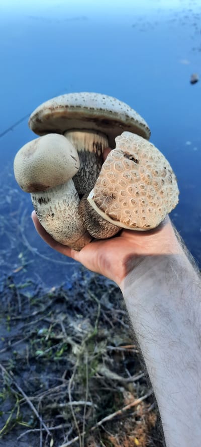A close-up shot focuses on a hand holding several large, round, light-colored mushrooms. The mushrooms have a distinct textured surface with a honeycomb-like pattern. The hand and arm are visible, with arm hair suggesting a male. The background is divided into two distinct areas: a clear, bright blue expanse that appears to be water, and a darker, blurred area with vegetation and possibly mud. The lighting suggests it is daytime, with the bright blue indicating clear weather, possibly a sunny day. The presence of water and vegetation in the background suggests an outdoor, natural setting, potentially near a lake or river. The mushrooms are the central focus, and their unique texture is a prominent detail. No text is visible in the image. The overall impression is that of someone presenting a harvest of mushrooms found in a natural environment.