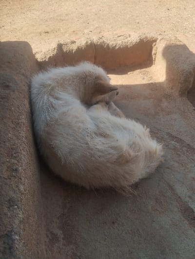An off-white or cream-colored canine, likely a dog, is observed sleeping in a tightly curled position on an earthen surface. The animal's fur appears somewhat matted and dusty. It is situated within a shallow, roughly formed recess bordered by low, textured earthen or mud walls. A darker, shadowed area is present to the left of the animal, contrasting with brighter, sunlit areas on the surrounding ground and upper parts of the earthen structures, indicating an outdoor, natural light environment. The scene is located in Pankshin, Nigeria. No other living beings or human-made objects are visible within the frame.