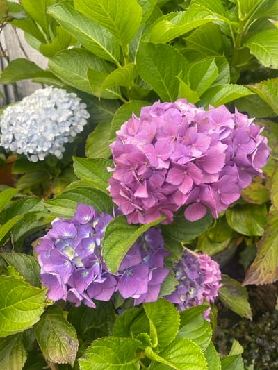A close-up captures multiple hydrangea flower clusters of varying colors amidst green foliage. The largest cluster exhibits a blend of pink and light purple hues, while others display shades of deep purple and a single cluster is colored light blue. The leaves are mostly green, with some showing signs of aging or discoloration. This image seems to be taken outdoors and there is no additional information available to verify its location in the city of Quito, Ecuador.
