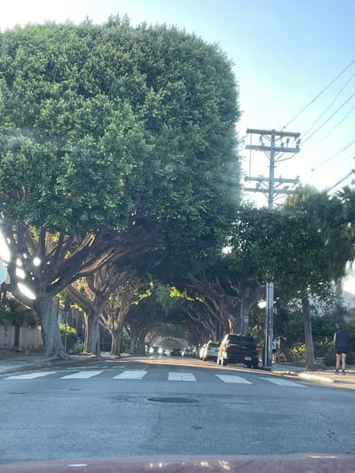 The image depicts a street scene in Santa Monica, California, United States of America, on a sunny day. The foreground shows a road with a crosswalk. On the left side of the street, a row of large, mature trees with thick trunks and dense green canopies creates a natural archway over the road, their branches casting dappled shadows. The sun shines through the leaves, creating bright spots. On the right side of the street, similar trees are present, though less densely packed. A utility pole with electrical wires stands prominently on the right, near the intersection. Several cars are visible on the road, including a black SUV in the middle ground. A person, wearing dark shorts and a dark top, is walking away from the camera on the sidewalk on the right side of the street. The sky is clear and blue. The overall impression is a tree-lined urban street bathed in bright sunlight.