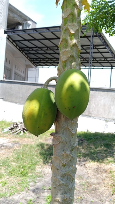 In Uteunreutoh, Indonesia, a close-up shot focuses on two green papayas hanging from a thick, textured tree trunk. The papayas are partially illuminated by sunlight, casting shadows on their surfaces. In the background, a modern building with a grey roof and white walls is visible, partially obscured by the tree and its foliage. The ground around the tree is covered with dry grass and dirt.