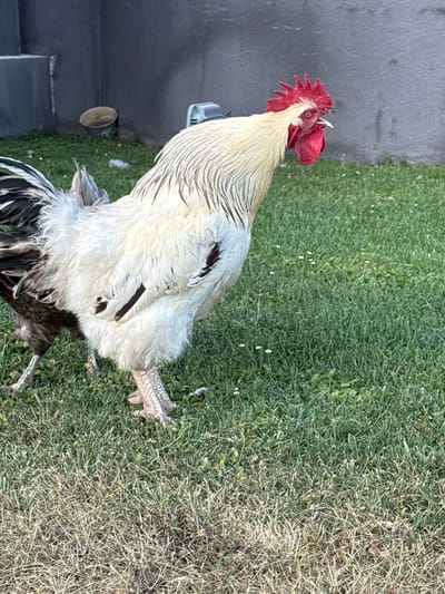 A rooster stands on a grassy area. The rooster is mostly white with some black markings on its wings. It has a red comb on its head. The grass is green and appears to be slightly dry in some areas. To the left of the rooster, there is a grey surface, possibly pavement or a wall, and some dark objects. The scene appears to be outdoors, in daylight. There is no visible text in the image. The location context of Grenay, France is provided.