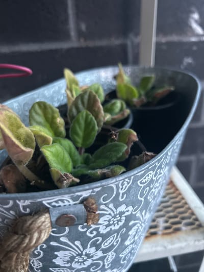 This is a close-up, slightly angled, eye-level shot of a decorative tin planter with a floral embossed design and rope handles, containing several small plants that appear to be African violets. The plants have green, fuzzy leaves, some of which are browning at the edges, suggesting potential overwatering or disease. One plant is positioned in a black plastic nursery pot within the tin planter. The background is blurred, showing a dark brick wall and a white vertical support. The planter is situated on a light-colored metal shelf with a honeycomb pattern. There are no people or animals visible in the image. The scene is likely indoors or on a covered outdoor patio, given the presence of the plants and the indoor-like backdrop. The lighting appears to be natural and somewhat diffused. The specific location in Richmond Hill, Canada, cannot be determined from the visual information provided in the image.