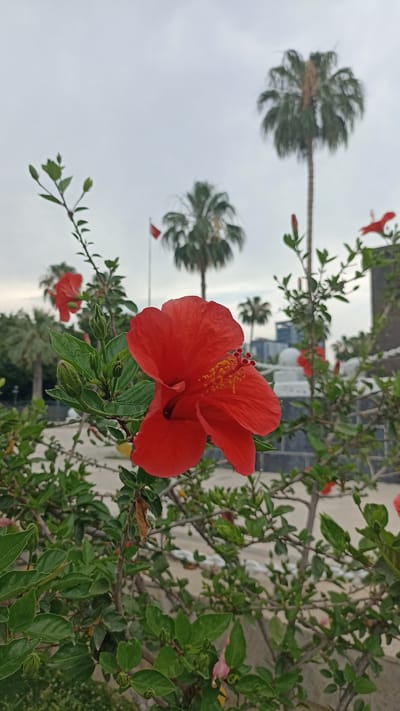 A close-up shot focuses on a vibrant red hibiscus flower in the foreground, its delicate petals unfurling against a backdrop of lush green foliage. In the distance, several palm trees stand tall, their fronds silhouetted against a pale, overcast sky. A red flag is visible on a flagpole to the left of the frame, suggesting a public space or park. The scene appears to be outdoors, possibly in a park or garden setting in Mersin, Turkey, given the presence of palm trees and the overall ambiance. The overall impression is one of natural beauty and tranquility.