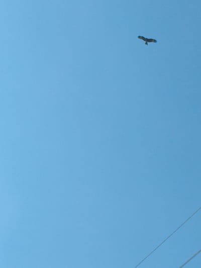 A bird of prey is in flight against a clear, bright blue sky. The bird is positioned in the upper right quadrant of the image, its wings spread wide as it soars. Below the bird and towards the bottom right of the frame, two thin, dark lines cross the sky, suggesting they are power lines or wires. The overall impression is one of open space and clear weather.