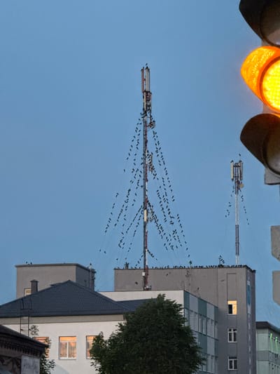 The image depicts a city scene in Cherven, Belarus, at dusk. A large group of birds is perched on utility wires and cell towers, creating a striking visual against the twilight sky. The cell towers, one taller than the other, are prominent structures. Buildings with windows, some illuminated, are visible in the foreground and midground. A traffic light with its orange signal illuminated is in the right foreground. The overall atmosphere is calm, with the natural gathering of birds contrasting with the man-made urban environment.