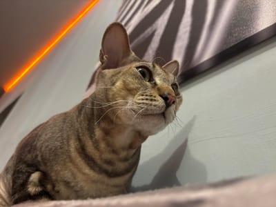 A close-up, low-angle shot shows the head and upper body of a tabby cat. The cat's fur is a mix of brown and black stripes, with large, pointed ears and prominent white whiskers. The cat is looking upwards and to the right with its mouth slightly open. Behind the cat, a wall painted a light gray is visible. An orange LED light strip runs diagonally across the upper left portion of the frame, casting a warm glow. A piece of abstract art with dark and light stripes is mounted on the wall in the upper right background. The foreground consists of a blurry, pinkish-brown surface, possibly a blanket or cushion. The scene appears to be indoors. This image was taken in the city of Natukhayevskaya, Russia.