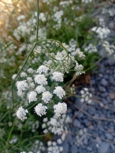 The image is a close-up, slightly blurred shot of delicate white wildflowers with green stems and foliage. The flowers are clustered together in small, rounded bunches. In the background, out of focus, are dark grey stones and some brown, dry plant material. The overall lighting suggests it is daytime, possibly late afternoon due to the warm tones in the upper left corner. The setting appears to be natural, possibly a garden or a wild area. There are no people or animals visible in the image. The location is identified as being in the city of Ararat, Armenia.