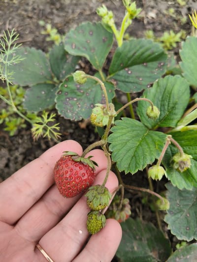 In Petrovsk, Russia, a hand is shown holding a ripe strawberry, with a strawberry plant in the background. The plant has green leaves and several unripe strawberries. The ground is visible, and it appears to be a garden or a natural outdoor setting.