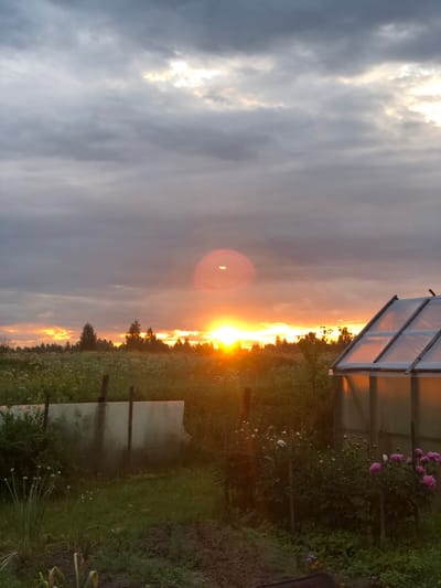 The image depicts a sunset over a rural landscape, likely in or near Staroe Istomino, Russia. A cloudy sky is illuminated by the setting sun, which casts an orange glow. In the foreground, there is a garden area with plants and a greenhouse. A fence made of wood and translucent material divides parts of the garden. The overall scene is one of a tranquil evening in a dacha or village setting.