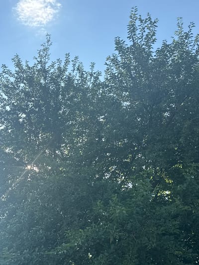 The image shows the tops of several trees against a bright blue sky with a wispy white cloud. Sunlight filters through the dense green foliage, creating a dappled effect. In the lower left quadrant, sun rays are visible, piercing through the leaves. The scene appears to be an outdoor environment, possibly a park or residential area in Krasyukovskaya, Russia, characterized by lush greenery and clear weather. No people or specific actions are depicted.