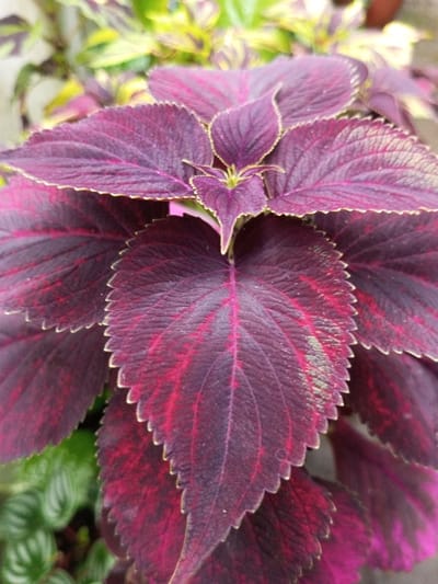 The image, captured in Kotakonda, India, presents a close-up view of a Coleus plant's foliage. The central focus is on several overlapping ovate leaves, primarily dark purplish-red with distinct crimson venation. The margins of these leaves are finely serrated and outlined with a narrow, pale greenish-yellow band. Localized areas of lighter green or yellowish pigment are visible on some leaf surfaces. The background is out of focus, displaying diffused green and yellow tones, indicative of a cultivated plant environment. No individuals, actions, or specific man-made objects are identifiable.