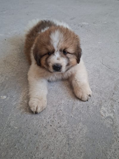 A single young canine, exhibiting a fluffy coat primarily white with prominent light brown and tan markings on its head, ears, and back, is positioned centrally on a light grey, rough-textured concrete surface in Belozem, Bulgaria. The animal is lying prone, with its front paws extended forward and resting on the ground. Its head is slightly elevated and oriented towards the viewer. The concrete exhibits visible aggregate, minor surface irregularities, and scattered dark specks consistent with small debris or dirt. The lighting is diffuse, casting minimal shadows. No other subjects or objects are discernible within the frame.