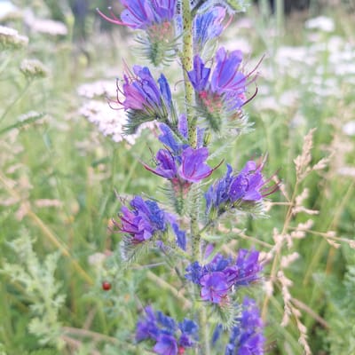 The image is a close-up, eye-level, outdoor shot of a purple flower, likely a type of viper's bugloss, in a field. The flower is the central subject, with its delicate petals and hairy stem clearly visible. It is surrounded by other greenery and some out-of-focus white wildflowers in the background, suggesting a natural environment. A tiny red ladybug is present on a green leaf in the lower left quadrant of the image. The lighting is soft, indicating it might be early morning or late afternoon. The location is specified as Mechelen, Belgium.