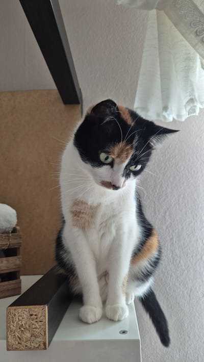A calico cat sits on a white shelf, looking down with its green eyes. The cat has patches of black, white, and orange fur. Behind the cat, a textured brown wall and a sheer white curtain are visible. To the left of the cat, a small wooden crate with a white object inside is present. The shelf the cat is sitting on has a dark brown beam with exposed particle board on its end. The lighting in the image is bright, suggesting it was taken during the day. The image does not contain any information to determine its location in Miltenberg, Germany.
