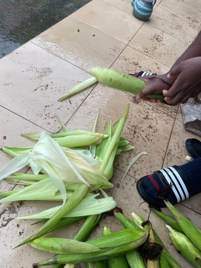 The media file shows a close-up, top-down view of a person's hands peeling corn. The scene is set on a tiled floor, which appears to be outdoors or in an open-air space, given the presence of a drain or puddle of water in the lower left corner. The tiles are light-colored and appear somewhat worn, with some dirt and debris scattered on them.

The subjects are the hands of a person, dark-skinned, actively engaged in removing the husks from several ears of corn. One ear of corn is partially peeled, revealing the kernels beneath. Other peeled husks are piled on the floor around the corn. A pile of unpeeled ears of corn is visible to the right, some with their characteristic brown silks. The person is wearing a dark sock with white and red stripes and a black sandal. To the left, a small blue and gray patterned object, possibly a mug or container, rests on the tiles.

The activity is the preparation of corn, likely for cooking or consumption. The focus is on the tactile process of peeling. The lighting suggests it is daytime, and the presence of the water might indicate recent rain or cleaning. The setting appears to be a domestic or communal outdoor area, possibly in a village or rural environment given the overall context of "Aiyegunle, Nigeria." There is no visible text in the image. The scene conveys a sense of everyday activity and domestic labor.