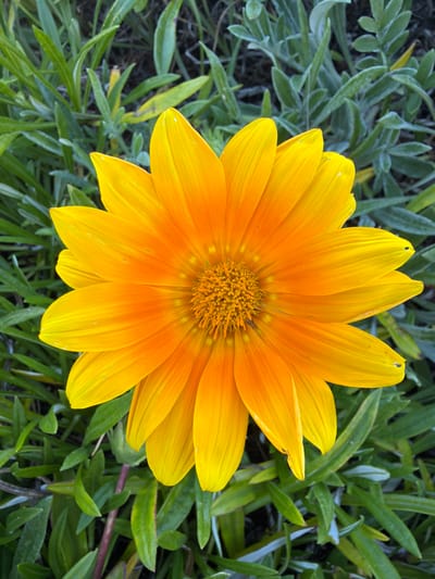 A vibrant gazania flower dominates the frame, its petals transitioning from deep orange at the center to bright yellow at the tips. The petals radiate outwards, showcasing intricate linear textures. The flower's central disc is a dense cluster of orange-brown structures. Surrounding the flower is a variety of green foliage, some with a silvery-green hue, providing a natural backdrop.