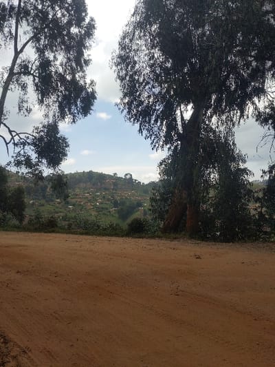 The image depicts a rural landscape in Kalonge, Democratic Republic of the Congo. The foreground features a wide, reddish-brown dirt road with visible tire tracks. Beyond the road, a strip of dense green foliage, consistent with bushes and smaller trees, separates the foreground from the background. In the mid-to-far background, a significant hillside rises, densely populated with numerous small, light-colored structures, indicative of a village or settlement. The sky above the hillside is partly cloudy with white clouds against a light blue expanse. Two large, dark-foliage trees frame the upper left and right portions of the image, with their branches extending into the sky. No individuals, vehicles, or specific actions are discernible.