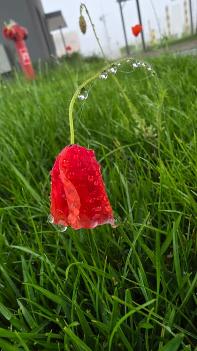 A close-up, low-angle shot focuses on a single red poppy bud covered in numerous water droplets, hanging from a thin, green stem. The stem curves downward, also adorned with several larger water droplets and delicate spiderwebs. The background is blurred, revealing hints of green grass, a red object resembling a fire extinguisher, and industrial-looking structures with yellow accents, suggesting an urban or industrial setting. The overall atmosphere is damp and overcast. The location is identified as Devnya, Bulgaria.