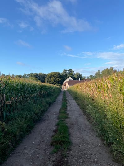 This image displays a rural landscape within Anderlecht, Belgium. A roughly 1.5-meter-wide unpaved dirt path, with a central strip of green grass, extends from the foreground to the background, converging on the horizon. The path is flanked on both sides by tall crop fields, presumed to be corn (maize); the left field appears predominantly green, while the right field exhibits a more golden-brown hue. Weeds and wild growth line the path's edges. In the distance, at the path's terminus, a light-colored building with a reddish-brown gabled roof is visible, partially obscured by dense green trees that form a distant treeline across the horizon. Overhead, the sky is clear blue with scattered white, wispy clouds. The scene is illuminated by natural daylight, casting brighter light on the right side of the path and the adjacent crop field. No individuals or specific activities are depicted.