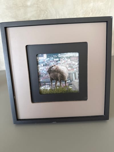 A framed photograph is displayed on a flat surface. The photograph shows a sheep standing on a grassy hill overlooking a city. The city appears to have a mix of old and new buildings, with red-tiled roofs visible. The sheep is facing to the left, with its head slightly turned towards the camera. It is a medium-sized sheep with light-colored wool. The background of the photograph is a blur of the cityscape and a hazy blue sky. The frame is black with a beige matting. The image does not contain any information about the location being Drumettaz-Clarafond, France.