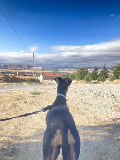 In the city of Avanos İlçe Merkezi, Turkey, a black dog with tan markings is seen from behind, standing on a gravelly path and looking towards a landscape. The dog is wearing a white collar and is attached to a leash. The path is dry and dusty, with sparse vegetation. In the middle ground, there are several houses, one with a red tile roof. A telephone pole stands to the left of the house. The background features rolling hills and mountains under a partly cloudy blue sky. The overall impression is one of a rural or semi-rural setting.