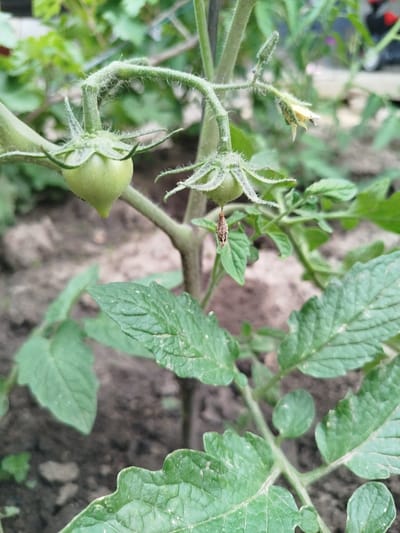 In Ceadîr-Lunga, Moldova, a close-up photograph captures a young green tomato plant thriving in an outdoor garden. The plant is supported by a stake, with its stems and leaves bearing a fine, fuzzy texture. Several small green tomatoes are visible, one prominently featured, appearing as nascent fruits. A shriveled brown object, possibly a dried flower or a small insect, hangs from one of the stems. The background is softly blurred, revealing more of the plant's foliage and the earthy soil, suggesting a natural, agricultural setting.