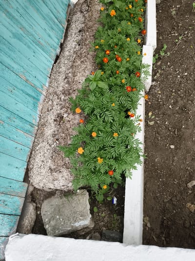 A top-down shot shows a narrow garden bed featuring a row of marigolds with orange and red flowers. The garden bed is bordered by a white concrete structure on the right and a rough, grey concrete wall on the left. To the left of the concrete wall is a section of weathered, teal-painted wooden planks. The ground consists of dark soil with scattered small stones and some green weeds. A few large, grey stones are visible near the wooden planks and the garden bed. The scene appears to be outdoors in a city like Gvardeyskiy, Kazakhstan, suggesting a residential or public garden setting.