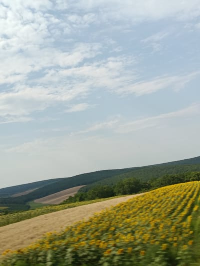 An outdoor, slightly blurry, landscape photograph depicts rolling hills covered in diverse vegetation under a sky with scattered white clouds. In the foreground, a field of bright yellow sunflowers stretches across the scene, their rows forming diagonal lines. Adjacent to the sunflower field is a wider expanse of lighter-colored, dry grass or crop. Beyond this, the landscape transitions to darker green, densely wooded hills that recede into the distance. The overall impression is one of a rural, agricultural setting in a temperate climate. The image's metadata indicates it was taken in Porumbrei, Moldova.