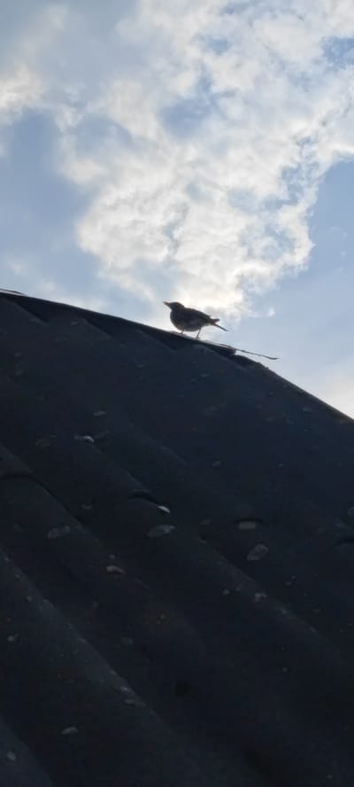 A small bird is perched on a dark, corrugated surface, possibly a roof, against a backdrop of a blue sky with white, fluffy clouds. The bird is silhouetted, with its head turned to the left. The surface it is on appears weathered and has some small specks on it. The lighting suggests it is daytime, with the sun likely behind the clouds, creating a backlit effect. There are no people or other animals visible. The image is likely taken outdoors in a location like Пацейкаўскі сельскі Савет, Belarus, given the context.
