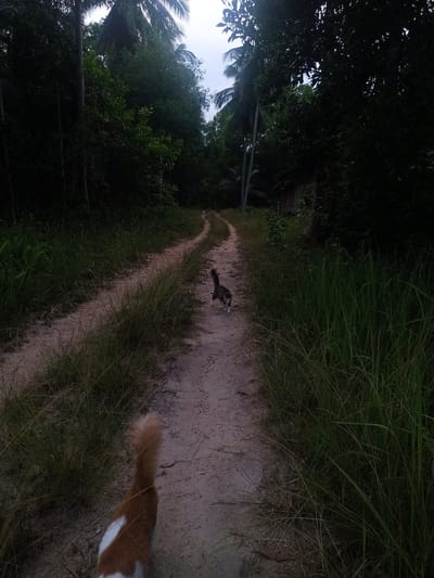 A natural, outdoor scene captures a dirt path winding through dense tropical vegetation in Ban Tai, Thailand. Two cats are the central subjects, suggesting exploration. In the immediate foreground, the back and fluffy tail of a ginger and white cat are visible, implying the viewer is closely following it. Further along the path, a grey tabby cat walks away, its profile clear as it moves deeper into the scene.
The unpaved path is light brown, contrasting with the vibrant green of tall grasses that line both sides. These grasses appear wild and untamed, adding to the natural feel of the environment. Beyond the grass, dense, dark green foliage and tall trees, including distinct palm trees, form a thick canopy on either side, creating a tunnel-like effect. The background sky is a lighter shade, hinting at either dawn or dusk, as the overall lighting is soft and muted, contributing to a tranquil and slightly mysterious atmosphere. No discernible text is visible within the image.