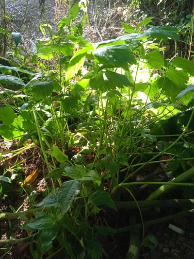 The image shows a patch of lush green plants growing in an outdoor, natural environment, likely a forest or overgrown area. The plants are densely packed, with large, serrated leaves and numerous green stems. Sunlight filters through the foliage, creating highlights and shadows, suggesting a dappled light condition. The ground beneath the plants is covered with dark soil, fallen leaves, and some small stones. In the bottom right corner of the image, a white cigarette butt is visible lying on the ground among the vegetation. The image does not provide any specific indicators of its location within Bora, Indonesia, beyond being an outdoor setting with vegetation. There are no people present in the image, and no actions or interactions are depicted.