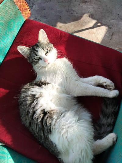 The media file shows a long-haired cat with grey and white fur lying on a red cushion. The cat is positioned diagonally on the cushion, with its head turned towards the viewer. It has green eyes and white whiskers. One of its front paws is resting on the cushion, while the other is extended slightly. The cat's tail is visible, fanned out behind it. The cushion appears to be part of outdoor seating, with a textured, possibly woven, green and orange fabric visible to the left of the red cushion. The background is a rough, concrete-like surface with shadows cast by sunlight, suggesting an outdoor setting during the day. The lighting indicates it is daytime, likely morning or afternoon, with bright sunlight creating distinct shadows. The mood conveyed is relaxed, with the cat appearing comfortable and at ease in the sun. There is no visible text in the image.