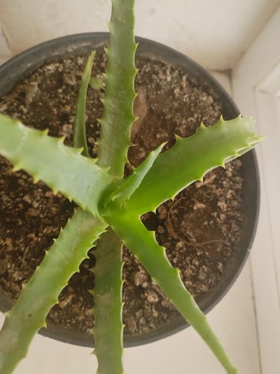 A close-up, overhead shot captures an aloe vera plant in a dark-colored pot filled with soil. The plant's thick, green leaves are pointed and serrated along the edges. The pot is placed on a light-colored surface, possibly a windowsill, near a white wall. There are no people or animals visible in the image. The scene appears to be indoors, in a residential or office setting, in the city of Октябрь, Kyrgyzstan.