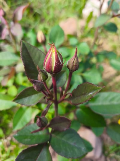 A close-up, overhead shot captures a cluster of rose buds on a thorny stem, surrounded by dark green leaves. The central bud is the largest and most developed, showing streaks of deep red and yellow. Two smaller, green buds flank it, with another two smaller buds lower down the stem. The background is a soft blur of green foliage and possibly some soil, indicating an outdoor garden setting. The image does not contain any people or indicate a specific location in Puchezh, Russia.