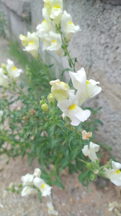 The image captures a close-up view of a cluster of white snapdragon flowers with yellow throats, growing in a garden setting. The flowers are detailed, showing their distinctive lip-like structure. They are surrounded by green foliage and buds. In the background, a rough, textured grey wall, likely made of concrete, forms the backdrop, suggesting an outdoor urban or semi-urban environment. The ground beneath the flowers appears to be sandy or gravelly. The overall scene is one of natural beauty within a man-made setting. Based on the provided context, this scene is located in Nea Kerasea, Greece.