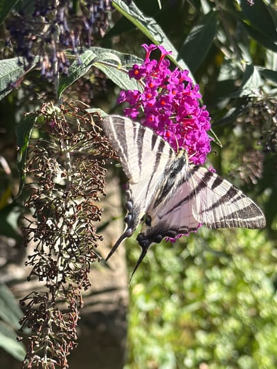 In Chiflik, Bulgaria, a butterfly with black and white striped wings rests on a cluster of dried, brown flowers. The butterfly is positioned on the right side of the frame, with its wings slightly open, revealing intricate patterns. To the left and top of the butterfly, a vibrant cluster of small, bright pink flowers is visible, some with orange centers. The background is a blur of green foliage, suggesting an outdoor environment, possibly a garden or natural landscape. The lighting indicates it is daytime, with sunlight casting shadows and highlighting the textures of the flowers and the butterfly's wings.