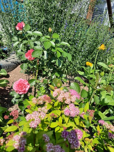 The image displays a close-up view of a garden filled with various blooming flowers under bright sunlight. In the foreground, clusters of small pink flowers are in sharp focus, with vibrant green leaves. Behind them, a large, open pink rose with full petals is prominently featured. To the left, another pink rosebud is visible, along with the textured surface of a tire. Further back, a tall plant with delicate blue flowers creates a dense green backdrop. To the right, a bright yellow daisy stands out against the greenery, with a closed bud nearby. The ground appears to be a mix of soil and some scattered debris. The scene is set outdoors, likely in a residential garden, given the presence of a tire and the variety of cultivated plants. The lighting suggests it is daytime, with strong shadows cast by the foliage. No people are present in the image.